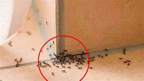 走老運的面相 家里很多蚂蚁风水